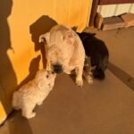 WhatsApp Image 2026-01-24 at 1.15.50 PM