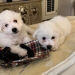 WhatsApp Image 2026-01-24 at 5.02.21 PM (1)